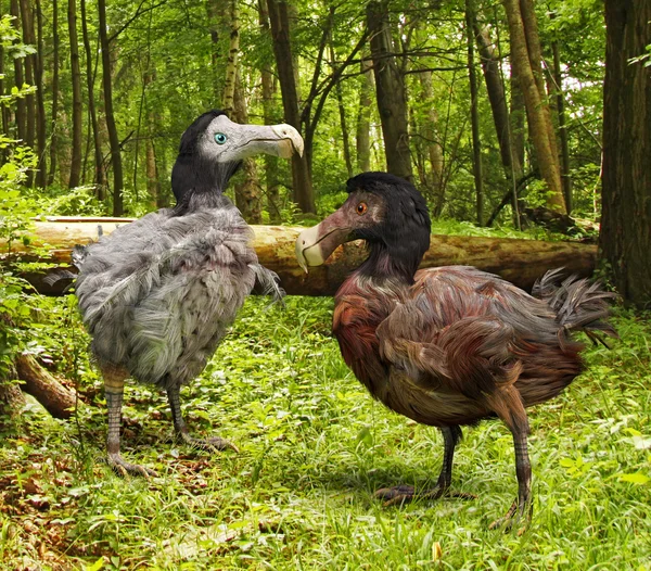 Dodo Birds In Forest