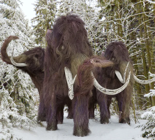 Woolly Mammoths On Parade — 스톡 사진