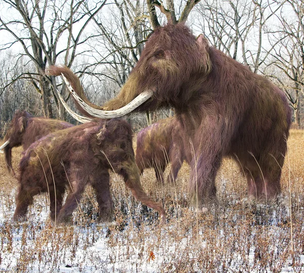 Woolly Mammoth Family In Forest — 图库照片