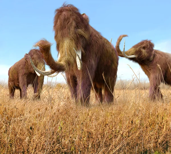 Woolly Mammoths Grazing In Grassland — Stock Photo, Image