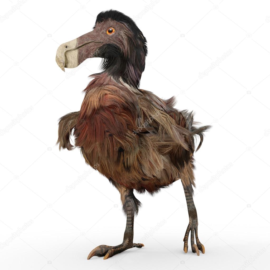 Dodo bird side view dodo hi-res stock photography and images