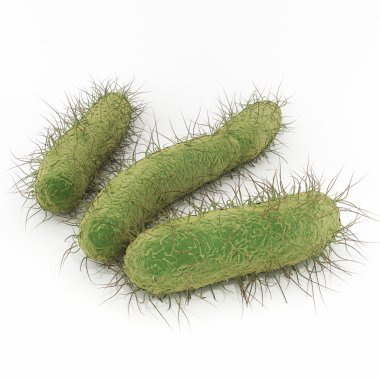 e coli bakteri