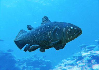 Coelacanth Searching