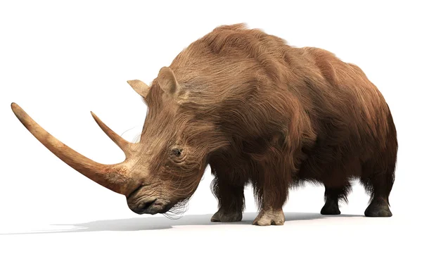 Ullhårig noshörning — Stockfoto