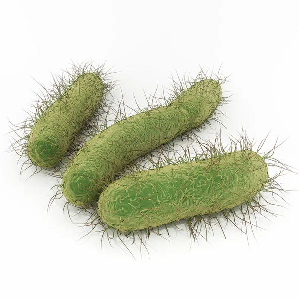 E coli Bakterien — Stockfoto