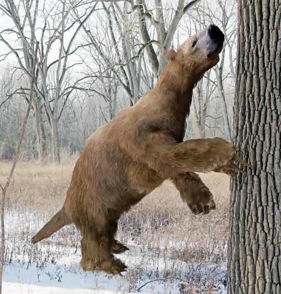 Megalónix Buscando Árbol —  Fotos de Stock