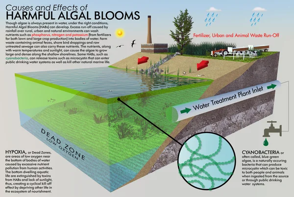 Harmful Algal Bloom Infographic — ストック写真