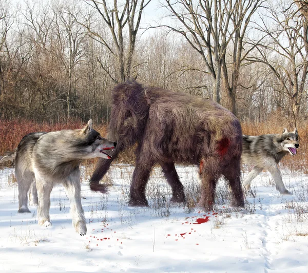 Dire Wolves Hunting Juvenile Woolly Mammoth — Zdjęcie stockowe