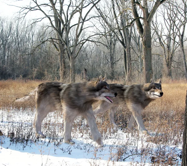 Dire Wolves Hunting Together — Φωτογραφία Αρχείου