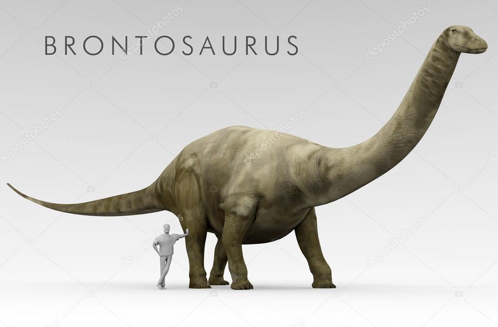 Dinosaur Apatosaurus And Human Size Comparison