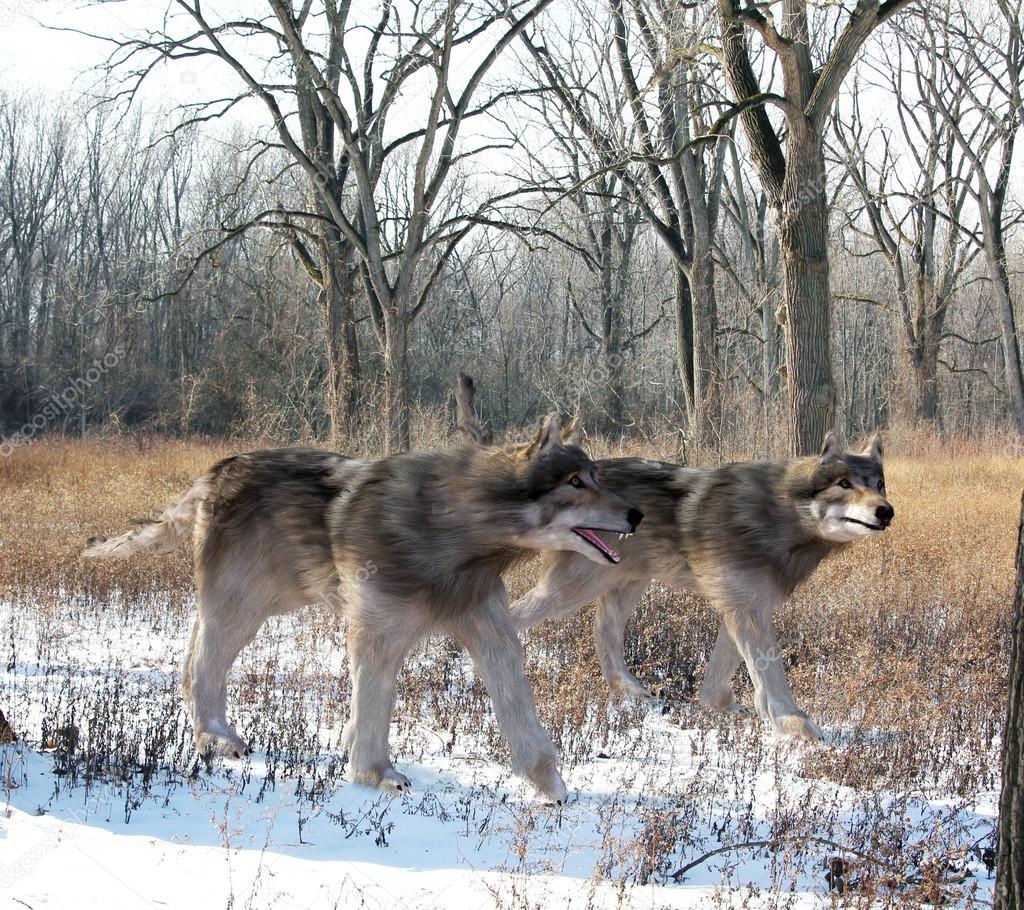 Dire Wolves Hunting Together