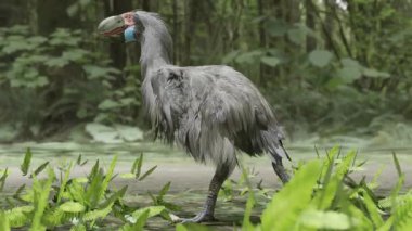 50 milyon yıl önce Paleosen Ormanı 'nda yürüyen nesli tükenmiş bir terör kuşu olan Gastornis' in 3 boyutlu animasyonu. Boyları 2.15 metre (7 ft 1 inç) idi..