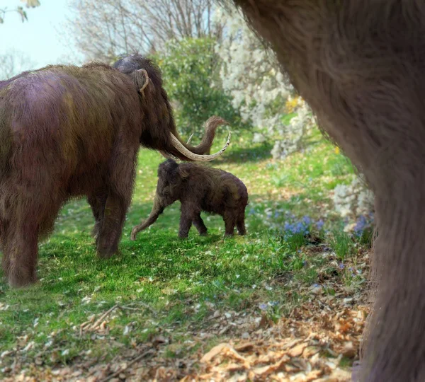 Wełnisty mamuta na łące — Zdjęcie stockowe