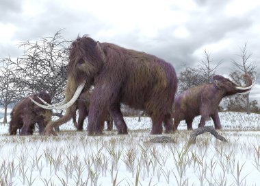 Woolly Mammoths Grazing clipart