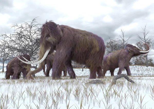 Woolly Mammoths Grazing — Stock Photo, Image