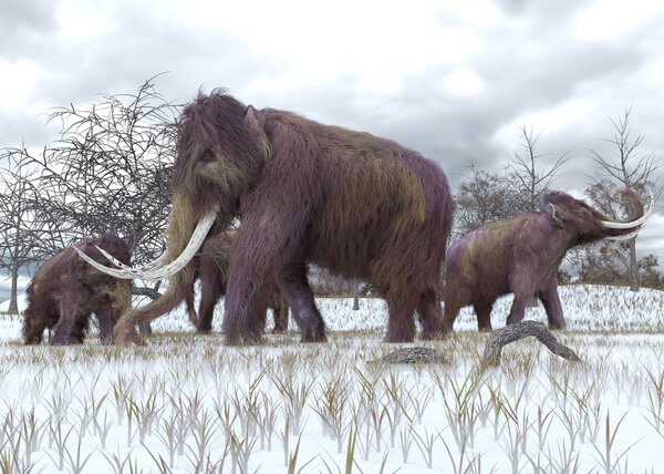 Woolly Mammoths Grazing