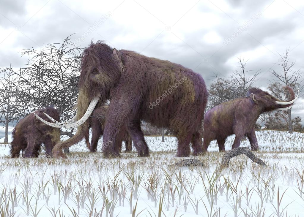 Woolly Mammoths Grazing