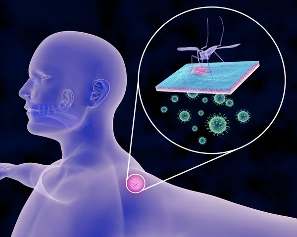 Infecciones transmitidas por mosquitos — Foto de Stock