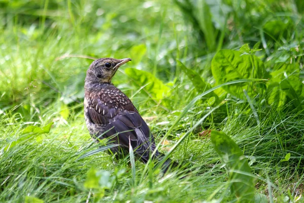 Un merle est assis dans l'herbe verte. — Photo