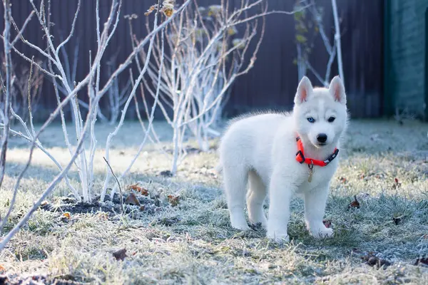 Parkta duran beyaz köpek yavrusu.