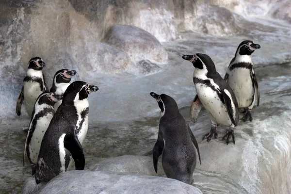 動物園の囲いの中のガラパゴスペンギンのグループ ストックフォト