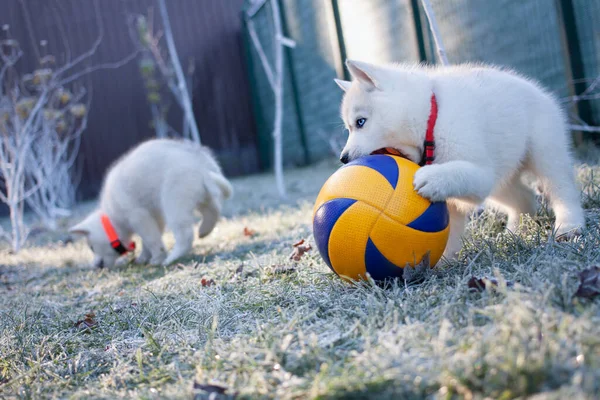 Beyaz köpek yavrusu parkta büyük bir top oynuyor..