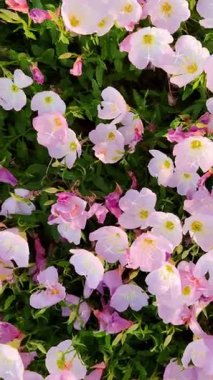 Renkli pembe çiçekler bir bahçede çiçek açar, çeşitli taç yaprakları ve renkler sergilenir. Güneş ışıl ışıl parlıyor, bu huzurlu ortamda canlı bitkilere hayat veriyor..