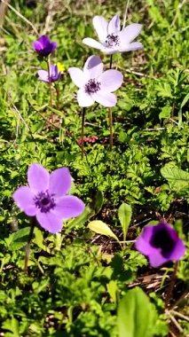 Renkli çiçekler yemyeşil bir bahçede çiçek açar. Mor ve beyazın çeşitli tonları canlı bir görüntü yaratır. Rüzgarın oyunundan gelen çiçeklerin titremesi sahnelere güzellik katıyor..