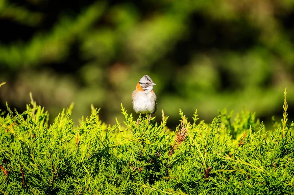 Robin Oiseau Sur Pin — Photo