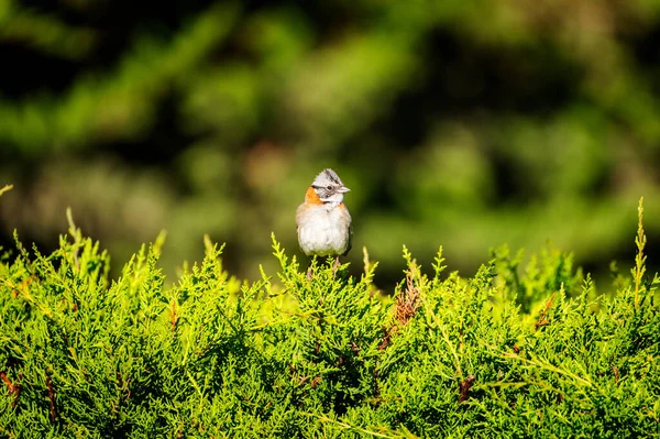 Rotkehlchen Auf Der Kiefer — Stockfoto