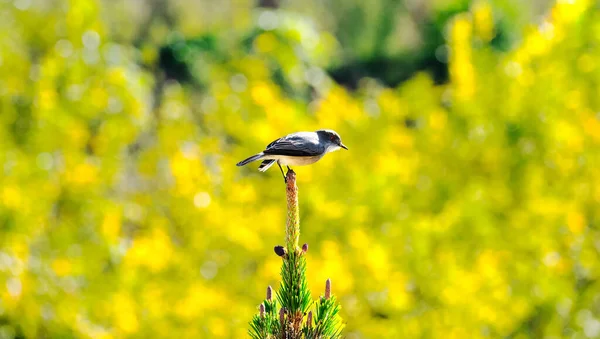 Ein Vogel Der Position Auf Einer Kiefer Fliegen — Stockfoto