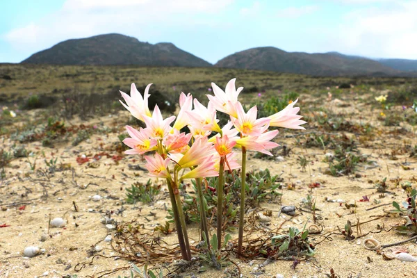Fiore Del Deserto Aaucas Crescente Mostrando Resilienza Ambiente Duro — Foto Stock