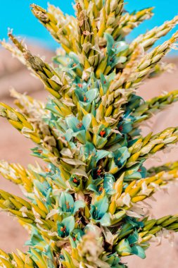 Vahşi bitki Puya chilensis, Chagual, yakın plan, çiçek