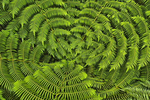Radial Pattern Fern Leaves North North Island New Zealand — Stock Photo, Image
