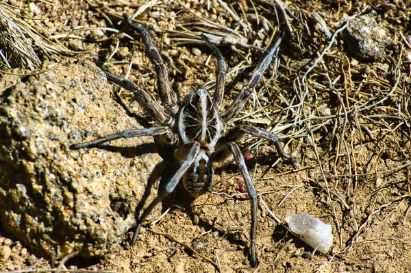 Big Australian Wolf Spider Lycosidae Its Natural Habitat Bogong Plains — Fotografia de Stock