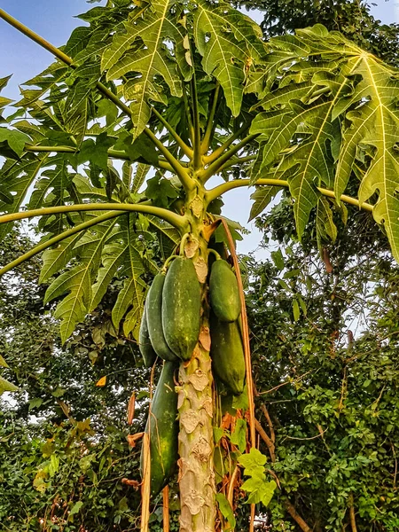 Papaya Träd Med Stora Gröna Papaya Som Används För Kryddig — Stockfoto
