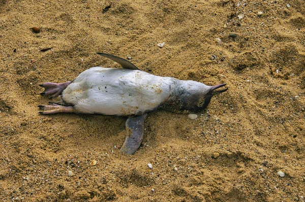 Dead Yellow Eyed Penguin Megadyptes Antipodes Beach Kaikoura South Island Stock Photo