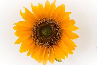 Beyaz arka planda izole edilmiş ayçiçeği. Tohumlardaki ve polenlerdeki radyal desen açıkça görülüyor..