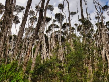 Uzun, ince Melaleuca ericifolia gövdeleri (bataklık kağıt kabuğu, bal-mersin kabuğu) Narawntapu Ulusal Parkı 'nın bataklık kısmında, kuzey Tazmanya, Avustralya. 