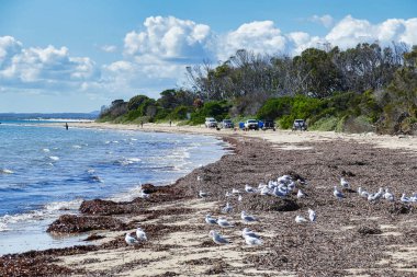 Balıkçıların ve arabalarının olduğu sahil, ıslanmış deniz yosunu, martılar ve Waterhouse Koruma Alanındaki kıyı bitkileri, kuzeydoğu Tazmanya, Avustralya. 