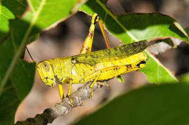 Yapraklı bir çalılıktaki bir daldaki çekirgenin ayrıntılı portresi.