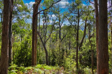Kuru Kayalıklar, Büyük Batı Tiers Sıradağları, Liffey Vadisi, Tazmanya, Avustralya 'da açık yaprak döken yağmur ormanları