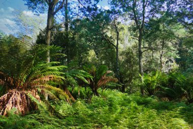 Kuru Kayalıkların alt kısımlarında eğreltiotu ve ağaç eğreltiotu bulunan açık yaprak döken yağmur ormanları, Great Western Tiers Range, Liffey Valley, Tazmanya, Avustralya