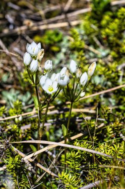 Çiçekli Gentianella bellidifolia, Yeni Zelanda 'nın kuzey ve güney adalarında çayırlarda ve tarlalarda yetişen bir alt çağ züppesi.