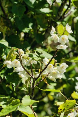 Hoheria Iyallii 'nin yaprakları ve çiçekleri (Yeni Zelanda Dağı Lacebark)