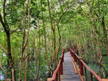 Manzaralı, yüksek ahşap bir geçit. Yoğun bir mangrov ormanının içinden. Altında sakin bir su var. Khao Sam Roi Yot Ulusal Parkı, Prachuap Khiri Khan ili, Tayland