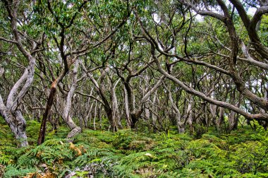 Otway Ulusal Parkı 'nda, Victoria, Avustralya' da, geniş, eğri büğrü ağaçları ve yemyeşil eğreltiotları olan karakteristik ağaç kabuğu okaliptüs ormanı.