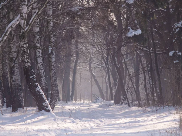 Вид Снежную Зимнюю Природу Украины — стоковое фото
