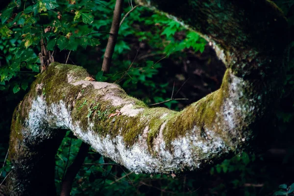 Träd Form Struktur Skogen — Stockfoto