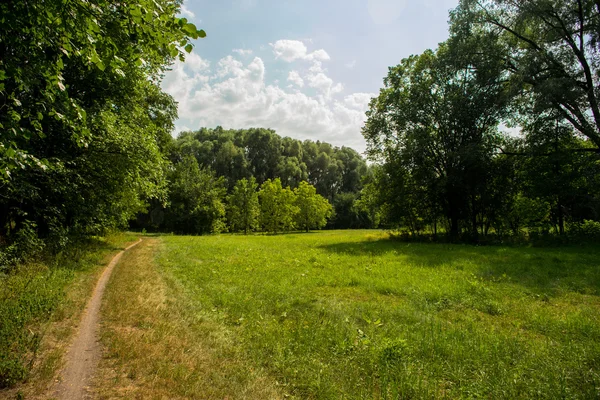 nature of Ukraine. Forest.